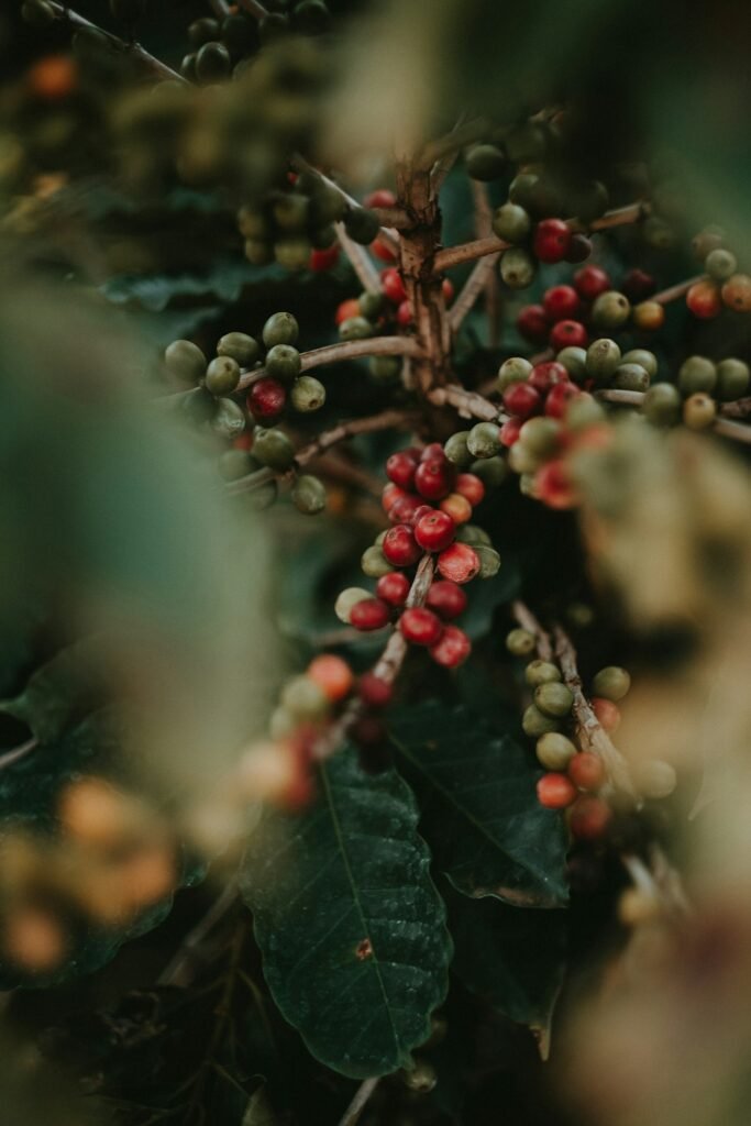 Cerises de café mûres sur un caféier
